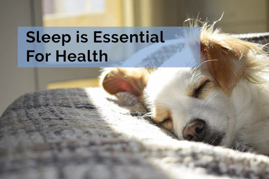 Sleep is essential for health | Dog sleeping on a light grey bed with soft afternoon light coming in.