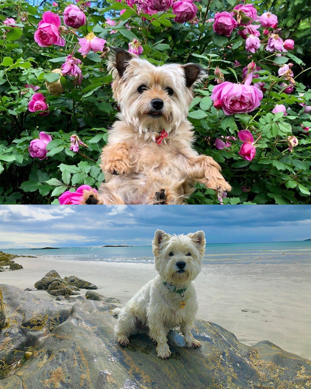 Fizzy Pop The West Highland Terrier | West highland terrier facts