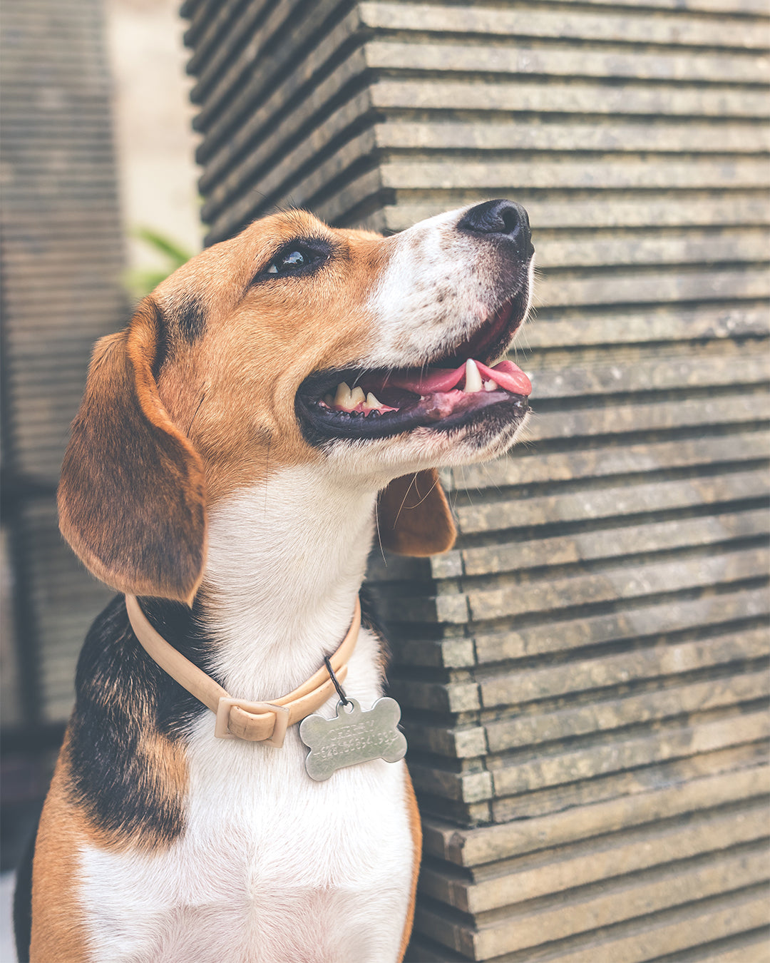 Beagle photo | 3 facts about beagles